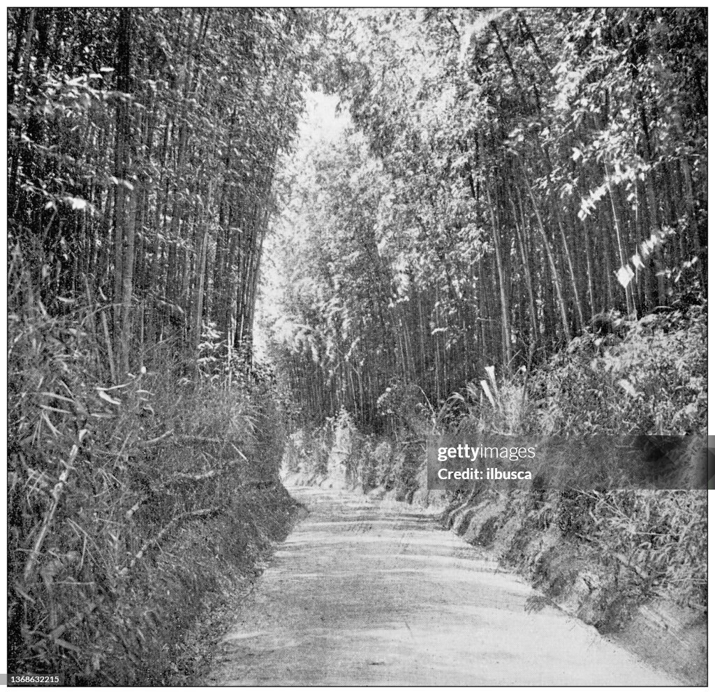 Antique travel photographs of Japan: Bamboo grove, Kyoto