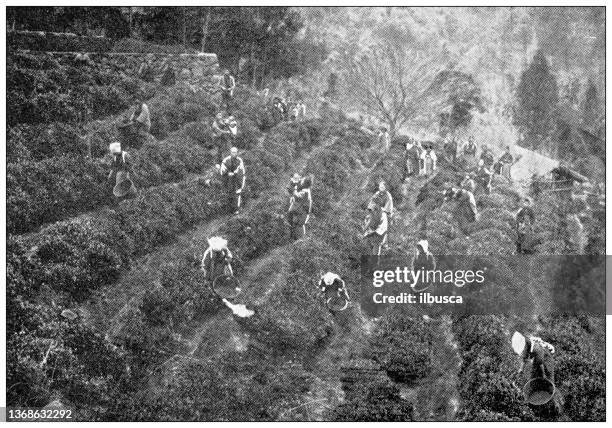 antique travel photographs of japan: tea plantation harvesting - archive farms stock illustrations