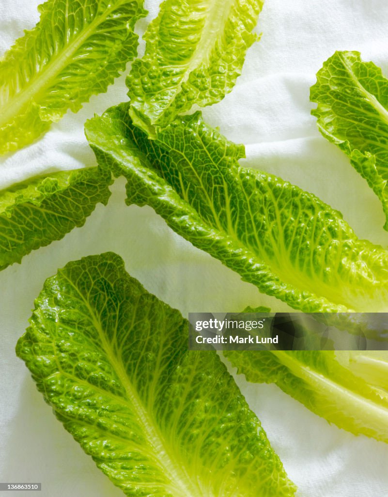 Romaine Lettuce leaves on White Towel