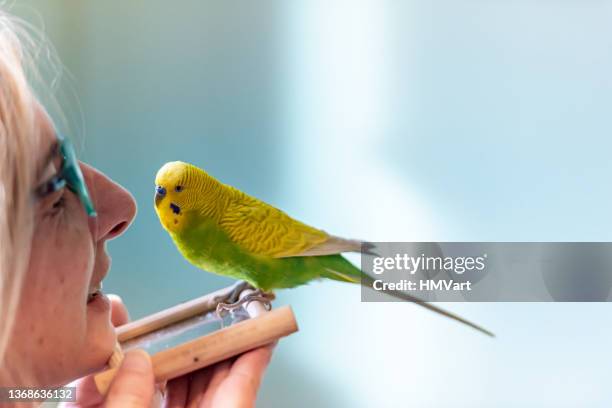 donna che coccola il simpatico pappagallino giallo - parrocchetto foto e immagini stock
