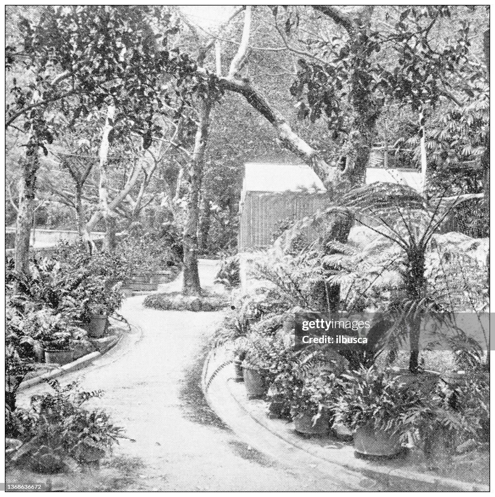 Antike Reisefotografien von China und Hongkong: Botanischer Park, Hongkong