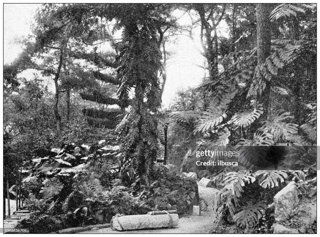 Antique travel photographs of China and Hong Kong: Botanical Park, Hong Kong