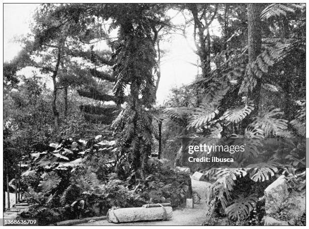 antique travel photographs of china and hong kong: botanical park, hong kong - hong kong park stock illustrations