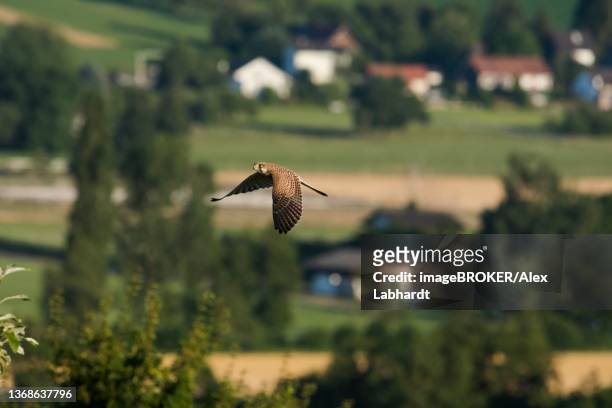 common kestrel (falco tinnunculus) flying near a settlement, departement haut-rhin, alsace, france - cernícalo fotografías e imágenes de stock