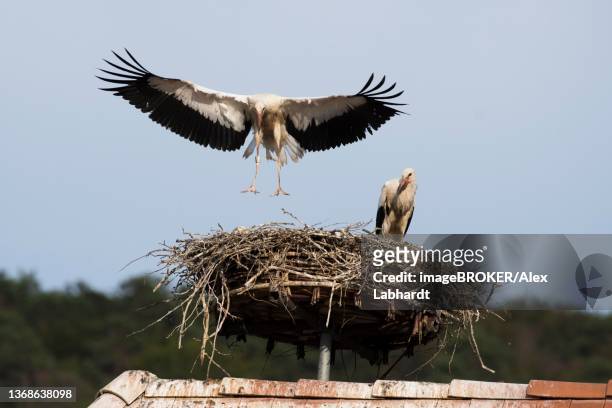 white stork (ciconia ciconia), young bird doing flight exercises on eyrie, solothurn, dorneck, switzerland - solothurn stock-fotos und bilder