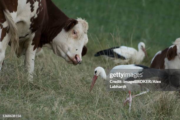 white stork (ciconia ciconia), foraging on cattle pasture, grasshoppers, cows, funny, departement haut-rhin, alsace, france - stork stock-fotos und bilder