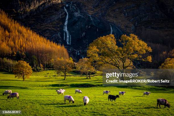 waterfall and sheep in autumn landscape, gleninchaquin park, kenmare, county kerry, ireland - gleninchaquin stock pictures, royalty-free photos & images