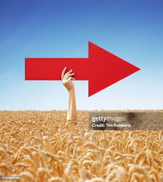 young woman holding red arrow out of crop field. - golden arrows stock pictures, royalty-free photos & images