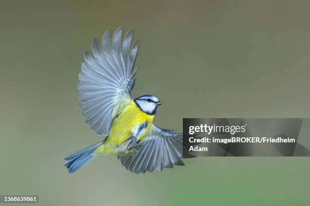 blue tit (parus caeruleus) in flight, flight photo, siegerland, north rhine-westphalia, germany - bluetit stock pictures, royalty-free photos & images
