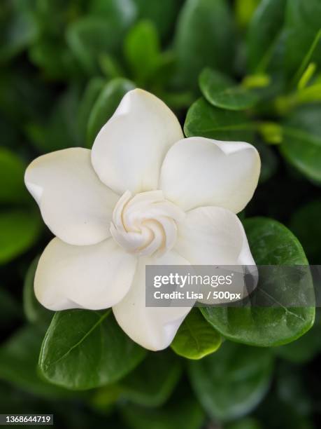 gardenia,close-up of white flowering plant - gardenia bildbanksfoton och bilder