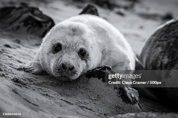 wide eyes,close-up portrait of dog relaxing on sand,helgoland,germany - kegelrobbe stock pictures, royalty-free photos & images