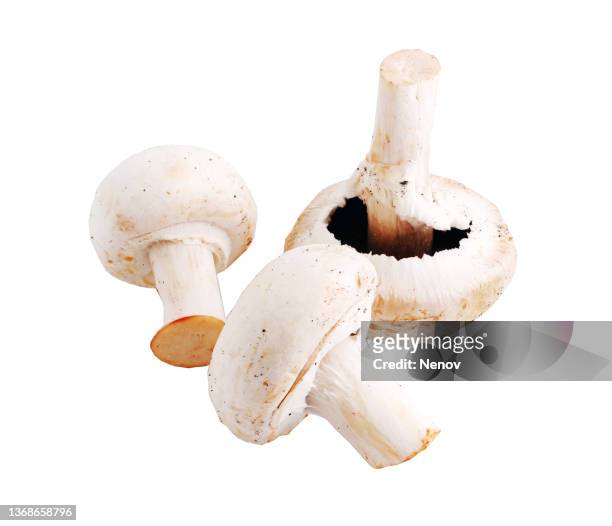 image of white agaricus bisporus (champignon) - white mushroom photos et images de collection
