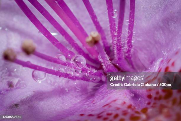 azalea flower,close-up of wet pink flower - おしべ ストックフォトと画像