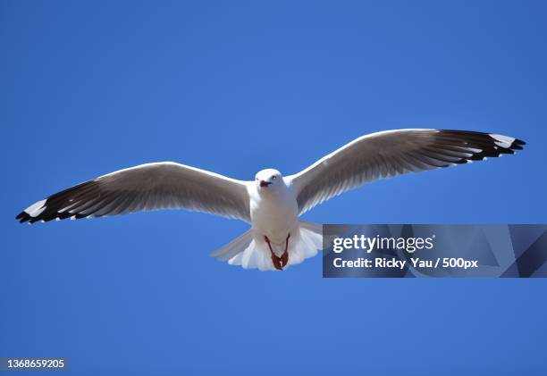 full wing,low angle view of black flying against clear blue sky - black headed gull stock-fotos und bilder