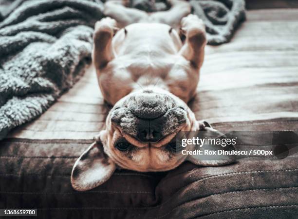 frenchie life,high angle view of french bullpurebred bulldog relaxing on bed at home - buldogue francês imagens e fotografias de stock