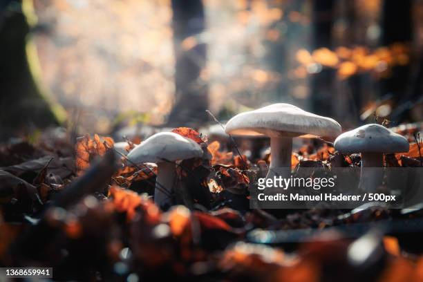 clouded agaric,close-up of mushrooms growing on field,stuttgart,germany - edible mushroom stock-fotos und bilder