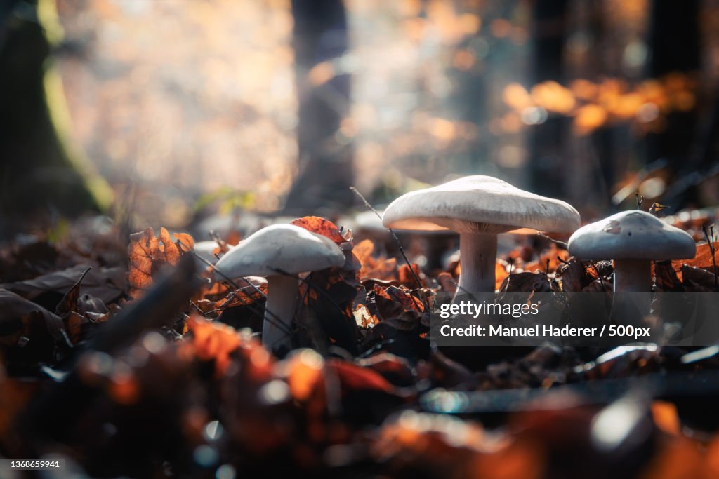 Clouded Agaric,Close-up of mushrooms growing on field,Stuttgart,Germany