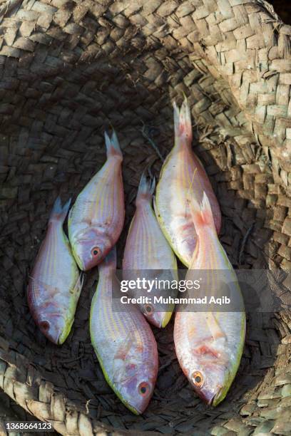 Muhammad Fish 1,847 Muhammad Fish Stock Photos, High-Res Pictures, and Images - Getty ...