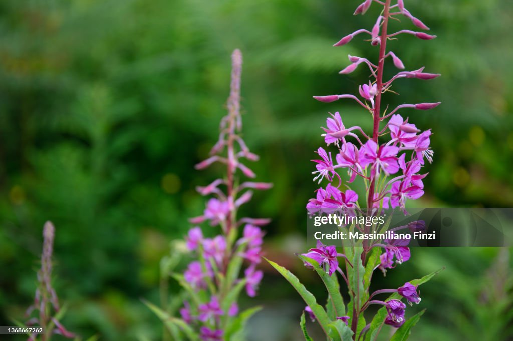 Violet wildflower of Fireweed ( Chamaenerion angustifolium )