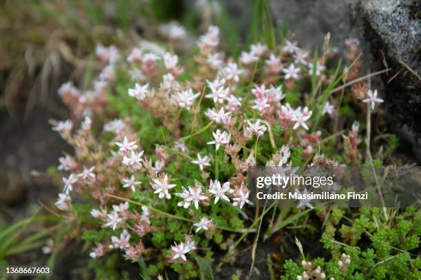 white wildflower english stonecrop ( sedum anglicum ) - sedum stock-fotos und bilder