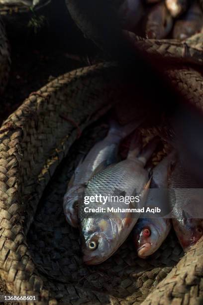 Muhammad Fish Muhammad Fish Photos and Premium High Res Pictures - Getty Images