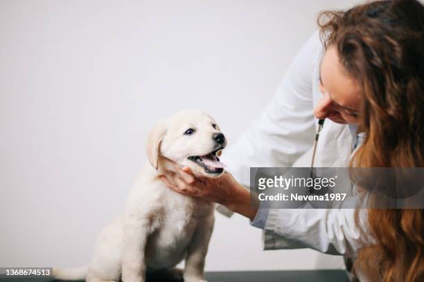 gros plan d’un chiot labrador retriever en bonne santé sur une table d’examen au bureau du vétérinaire - table dexamen médical photos et images de collection