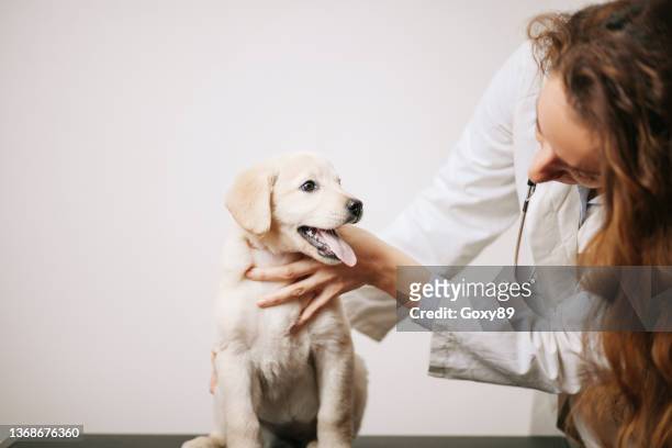 closeup of healthy labrador retriever puppy on examination table at vet's office - labrador puppies stock pictures, royalty-free photos & images