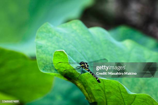 1,467 Lotus Bug Stock Photos, High-Res Pictures, and Images - Getty Images