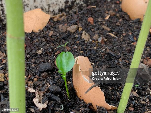 Farmain Shell 4,831 Shell Farming Stock Photos, High-Res Pictures, and Images - Getty ...