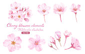 Spring flowers: Watercolor illustration of cherry blossoms. A set of components. (vector)