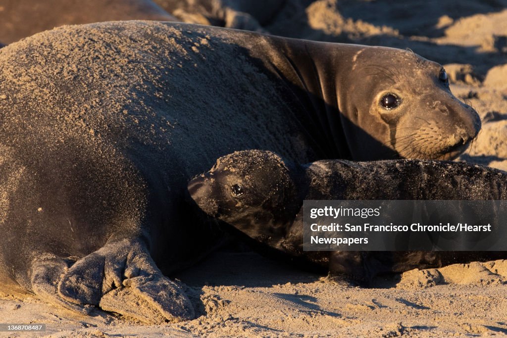 SFChronicleSeals