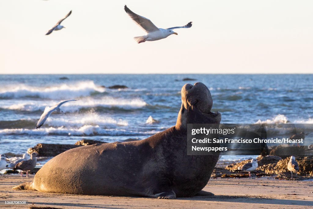 SFChronicleSeals