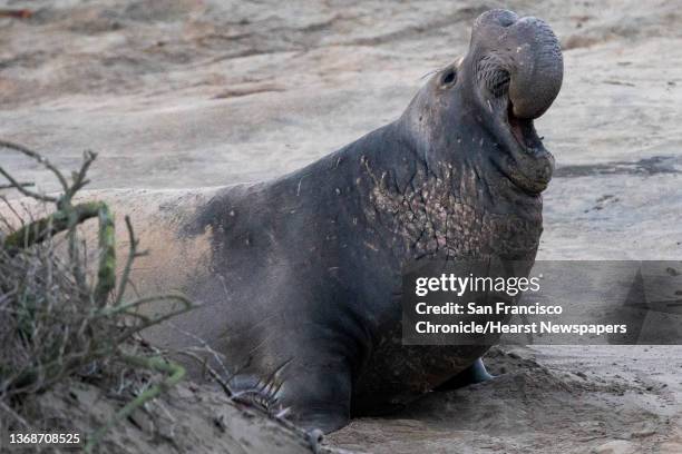 Male elephant seal rears its head and calls out as sudents and science researchers with UC Santa Cruz's Costa Lab work to retrieve satellite tags...