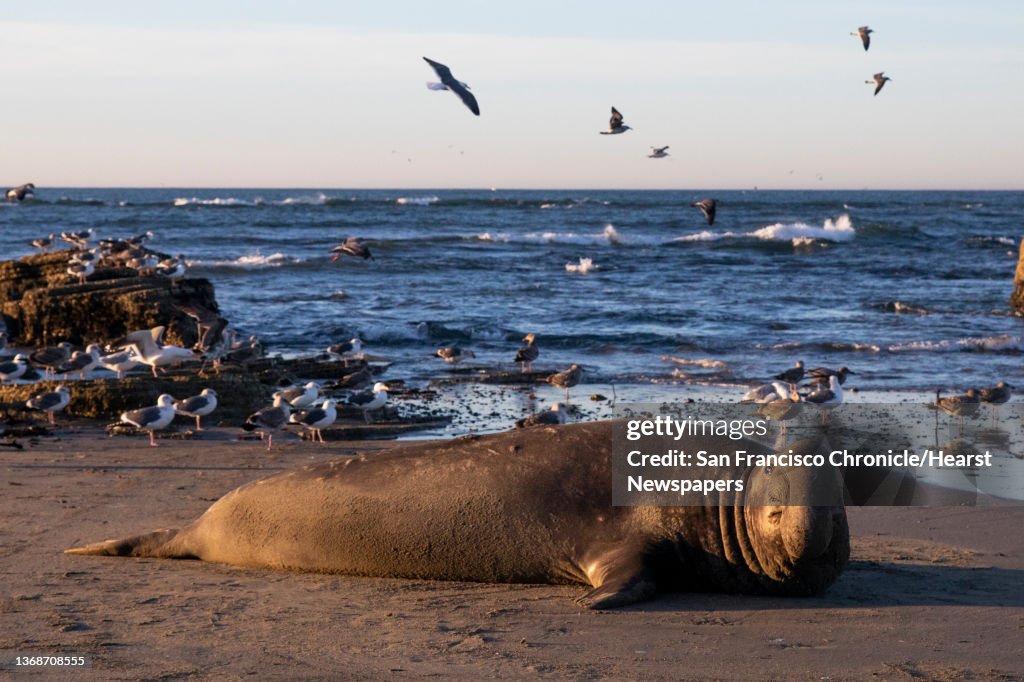 SFChronicleSeals