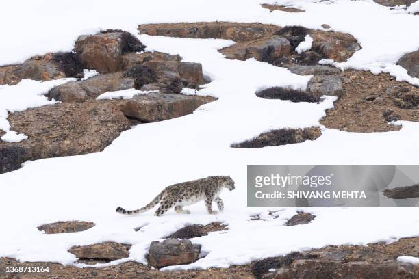 a wild snow leopard in the himalayas - snow leopard fotografías e imágenes de stock