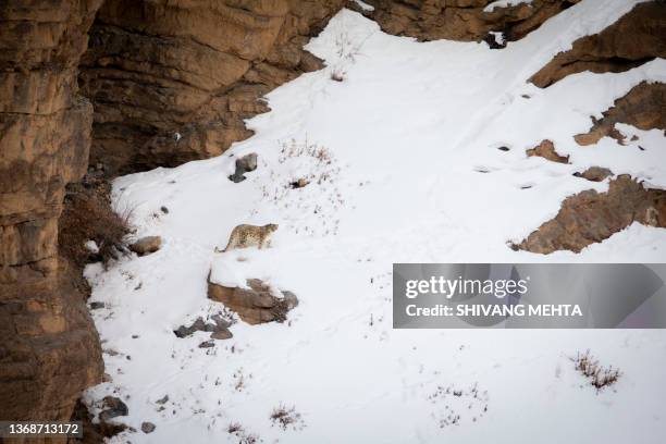 a wild snow leopard in the himalayas - snow leopard stock pictures, royalty-free photos & images