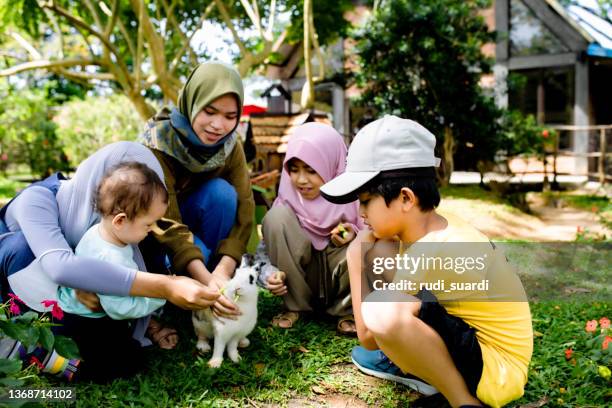 happy family enjoy feeding the livestock on the farm - baby bunny stockfoto's en -beelden