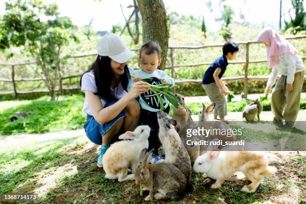 happy family enjoy feeding the livestock on the farm - baby bunny stock pictures, royalty-free photos & images