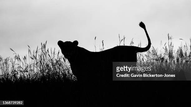 lioness in silhouette. - löwin stock-fotos und bilder