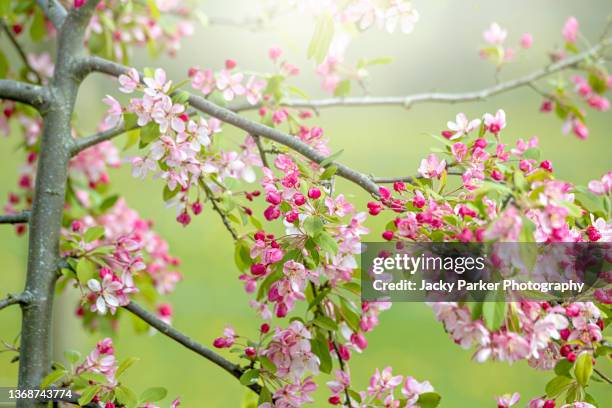 beautiful spring flowering white and pink crab apple blossom also known as malus sylvestris - apple blossom tree fotografías e imágenes de stock