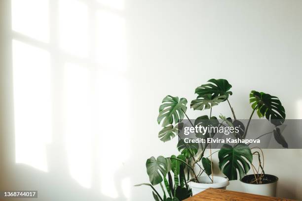 many different monstera in pots, on a wooden table, on a white background, copy space - swiss cheese stock pictures, royalty-free photos & images