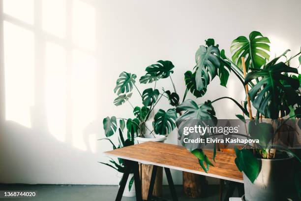 many different monstera in pots, on a wooden table, on a white background,copy space - monstera stock-fotos und bilder