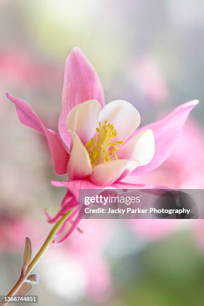 beautiful spring flowering, pink columbine flower also known as aquilegia vulgaris - columbine flower stock-fotos und bilder