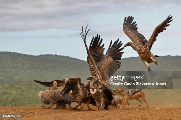 jackal chases vultures. - aas fressen stock-fotos und bilder