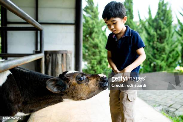 happy family enjoy feeding the livestock on the farm - cows eating stock pictures, royalty-free photos & images