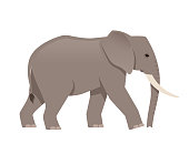 African elephant side view