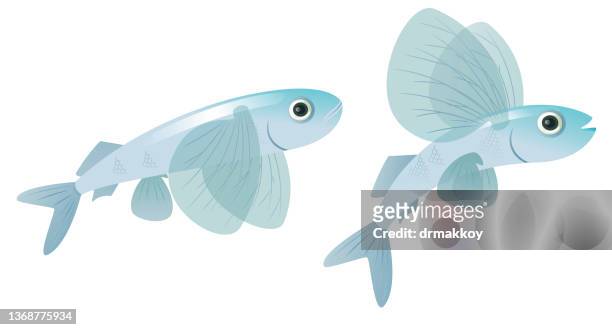 81 Flying Fish High Res Illustrations - Getty Images