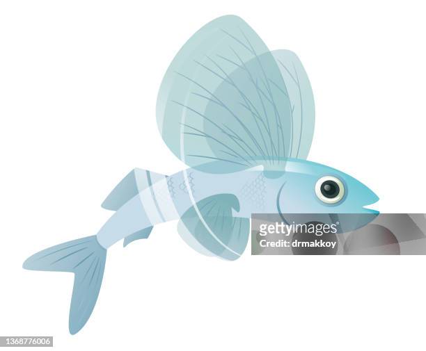 27 Flying Fish High Res Vector Graphics - Getty Images