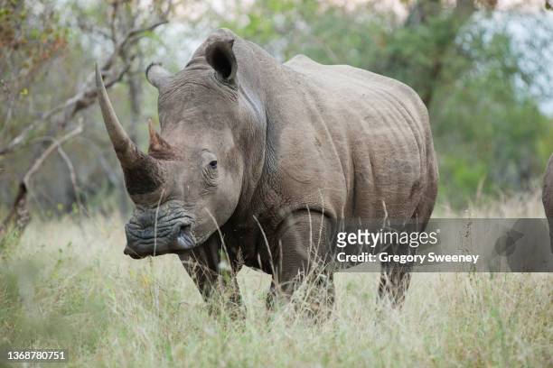 white rhinoceros ¾ view with large horn - rhinoceros bildbanksfoton och bilder