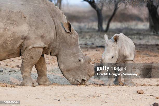 baby white rhino nuzzles mother - wildern stock-fotos und bilder